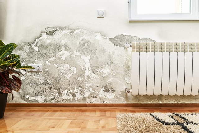 Las Vegas Mold Inspection Company