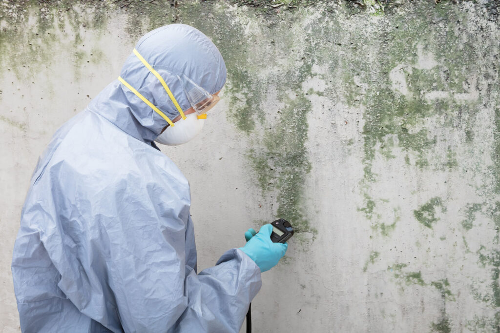 Mold Removal LA